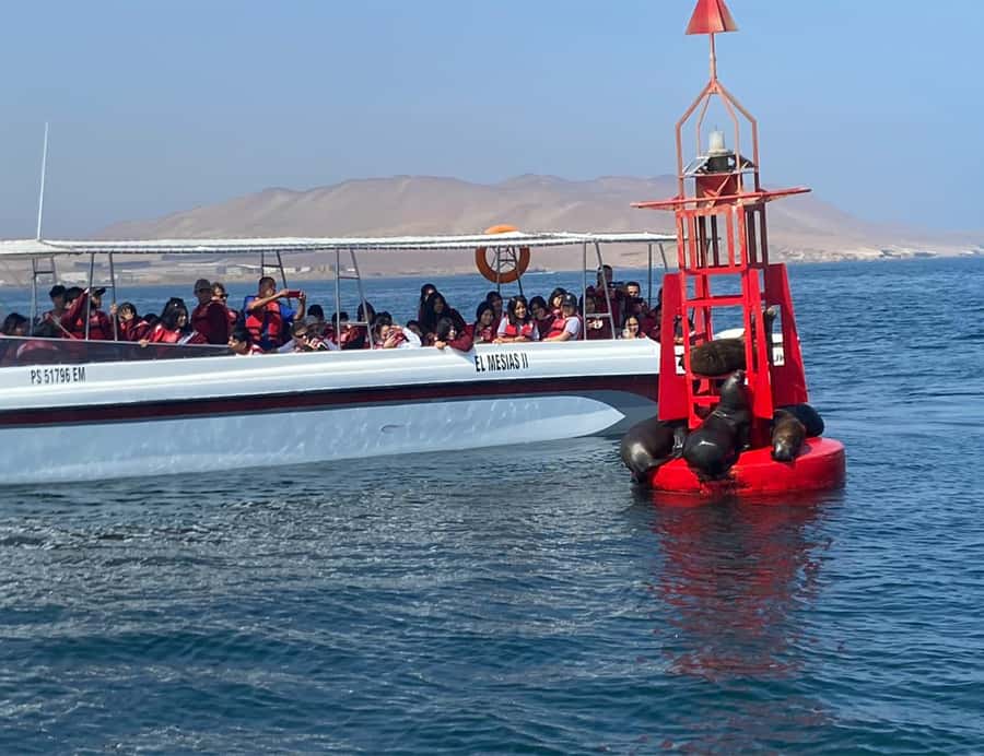 Paracas: Ballestas Islands Morning Boat Tour - Sea lions, penguins, and a sky full of birds