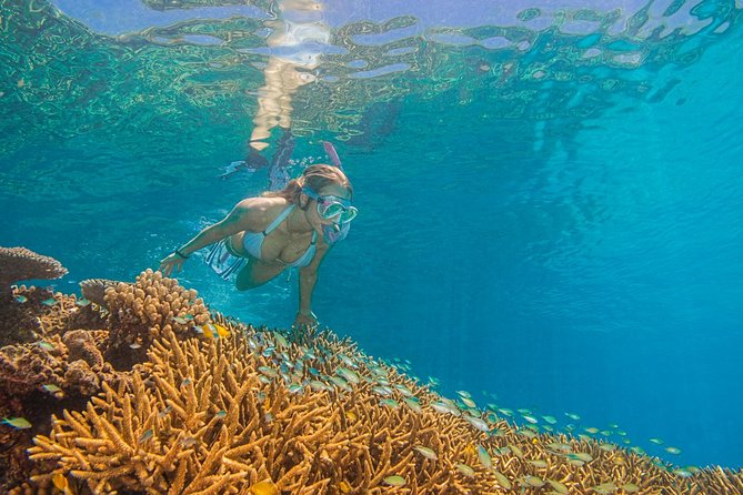 Passions of Paradise Great Barrier Reef Cruise by Catamaran - Two outer reef sites, chosen for the day