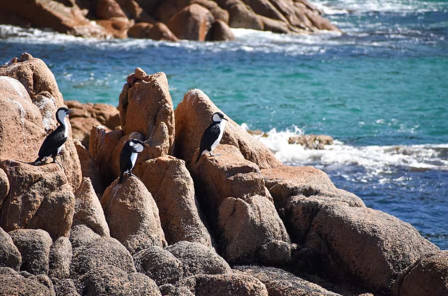 Phillip Island: 1-Hour Cape Woolamai Scenic Cruise - The return to San Remo around midday