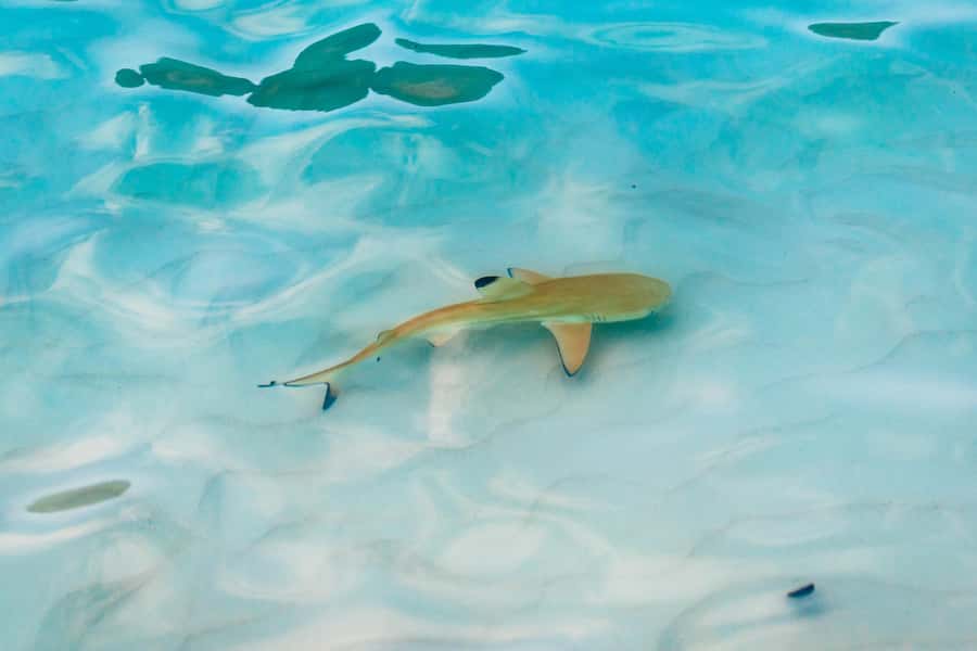 Phuket: Phi Phi Islands Day-Trip by Speed Catamaran - Viking Cave and the snorkeling session