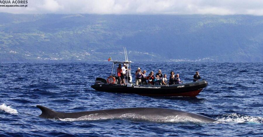 Pico Island: Azores Whale & Dolphin Watching on Zodiac Boat - Key points to know before booking