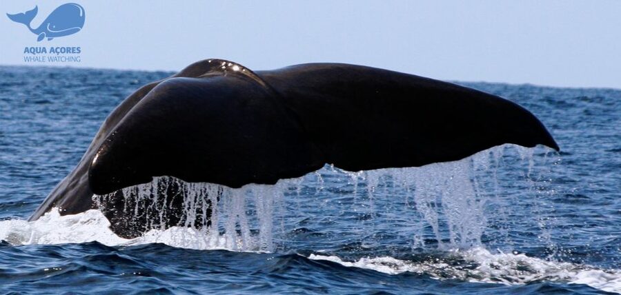 Pico Island: Azores Whale & Dolphin Watching on Zodiac Boat - What this Pico whale watching trip is really like