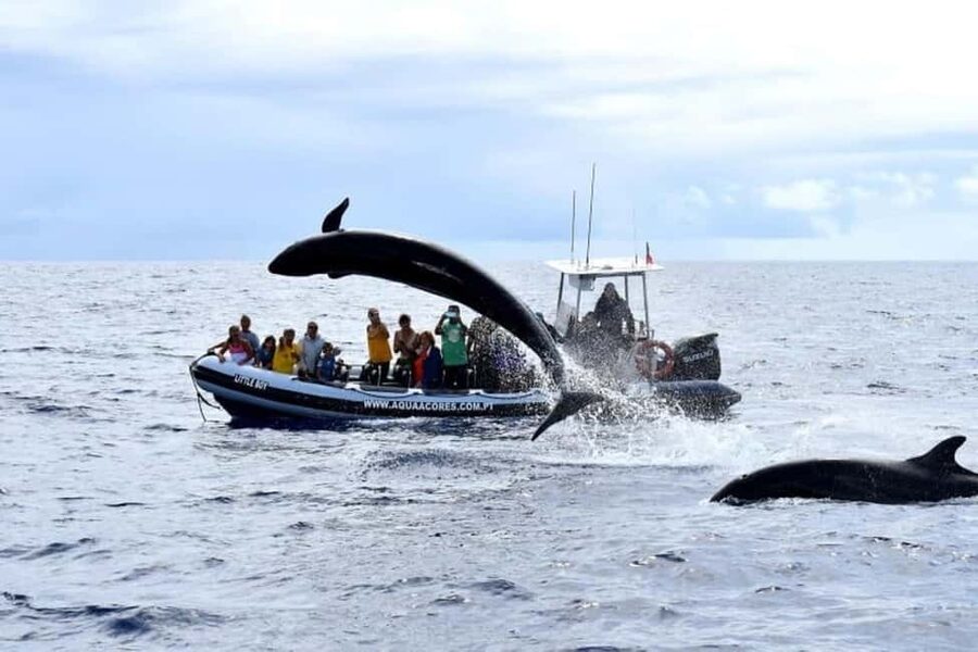 Pico Island: Azores Whale & Dolphin Watching on Zodiac Boat - How the crew handles wildlife encounters