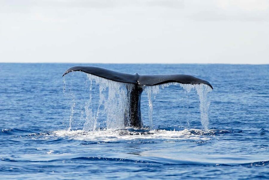 Pico Island: Azores Whale & Dolphin Watching on Zodiac Boat - Should you book the Aqua Açores trip?