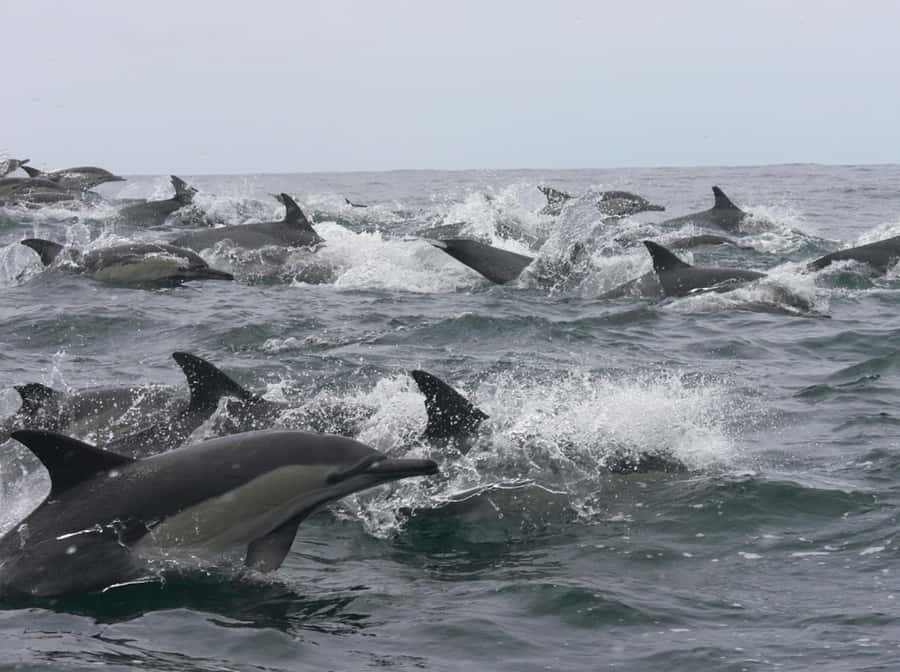 Plettenberg Bay: Whale Watching Boat Cruise - Key points to know before you book