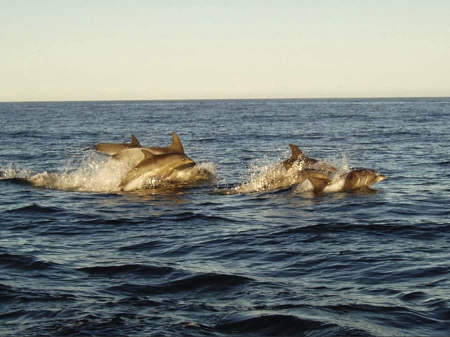 Plettenberg Bay: Whale Watching Boat Cruise - Guides who make the difference
