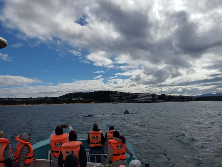 Plettenberg Bay: Whale Watching Boat Cruise - Why June to November matters
