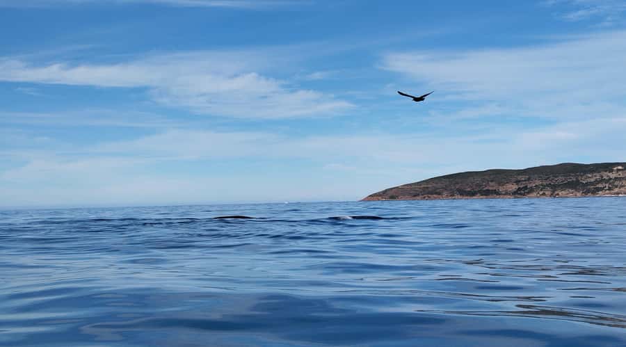 Plettenberg Bay: Whale Watching Boat Cruise - Is $49 a fair price?