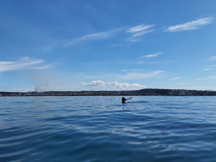 Plettenberg Bay: Whale Watching Boat Cruise - Timing, cancellations, and planning your day