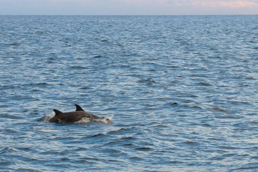 Poreč: Evening Boat Trip to Discover Dolphins - Setting out from Poreč’s main port