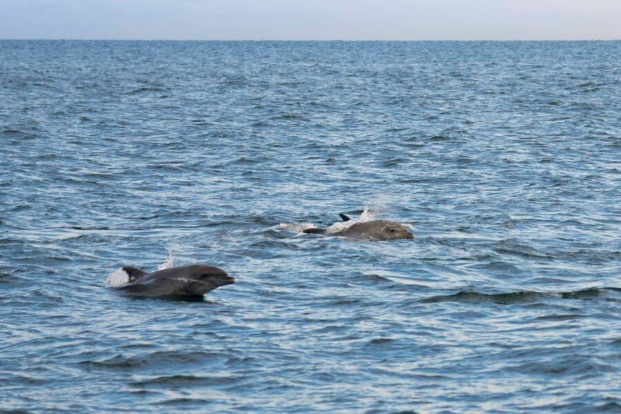 Poreč: Evening Boat Trip to Discover Dolphins - Drinks, music, and the onboard atmosphere