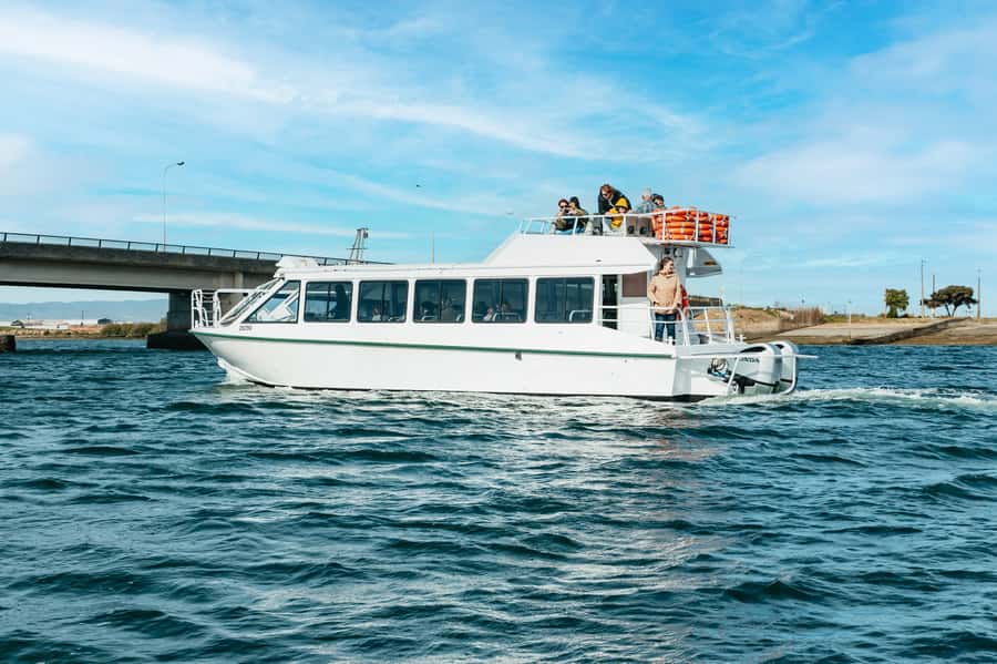 Port Adelaide: Dolphin and Ships Graveyard Cruise - Who should book this cruise?