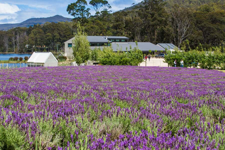 Port Arthur Tasman Sights with Harbour Cruise - Pickup details that can make or break the day