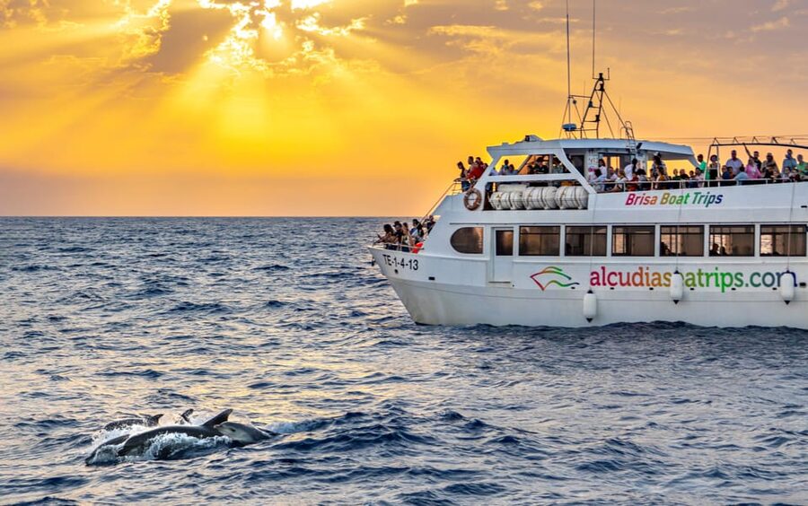 Port d'Alcudia: Sunrise at Sea & Dolphin Watching Boat Tour - Sailing out of Port d’Alcudia before dawn