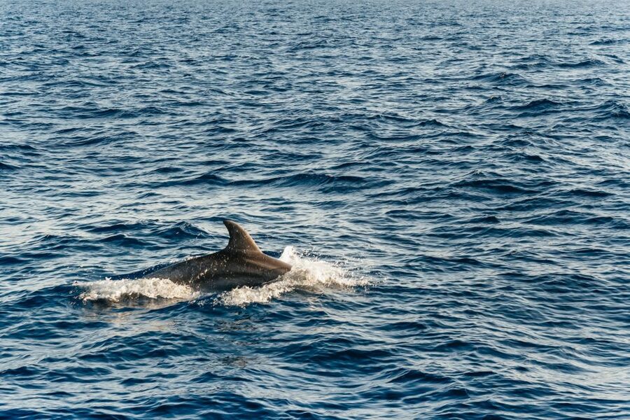Port d'Alcudia: Sunrise at Sea & Dolphin Watching Boat Tour - Is $69 a fair price?