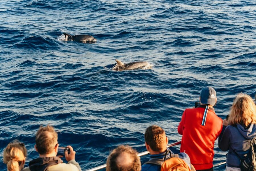 Port d'Alcudia: Sunrise at Sea & Dolphin Watching Boat Tour - My practical verdict