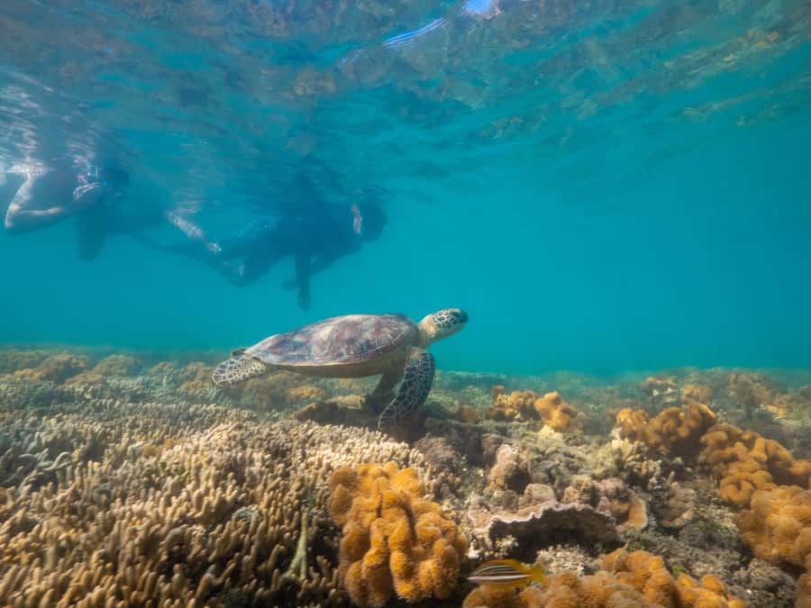 Port Douglas: Low Isles Glass Bottom Boat & Snorkeling Tour - What the four hours feel like