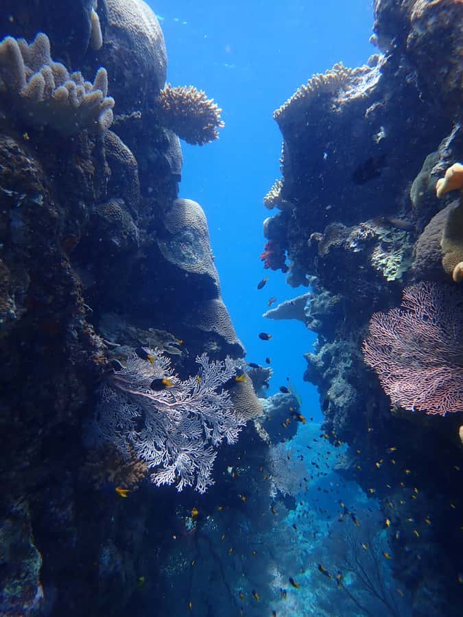 Port Douglas: Outer Great Barrier Reef Snorkeling Cruise - The 90-minute ride to the continental shelf