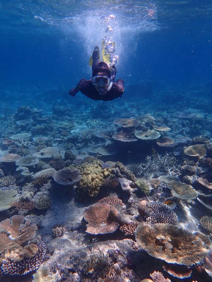 Port Douglas: Outer Great Barrier Reef Snorkeling Cruise - Second site: a guided look at reef life