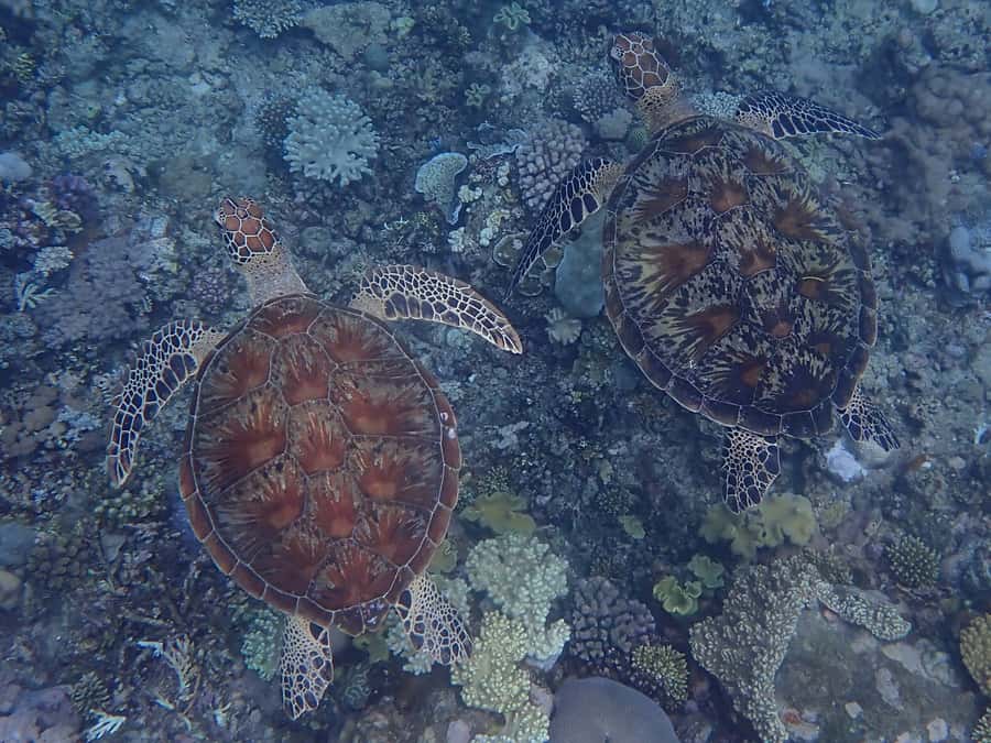 Port Douglas: Outer Great Barrier Reef Snorkeling Cruise - Third site: your best chance to explore freely