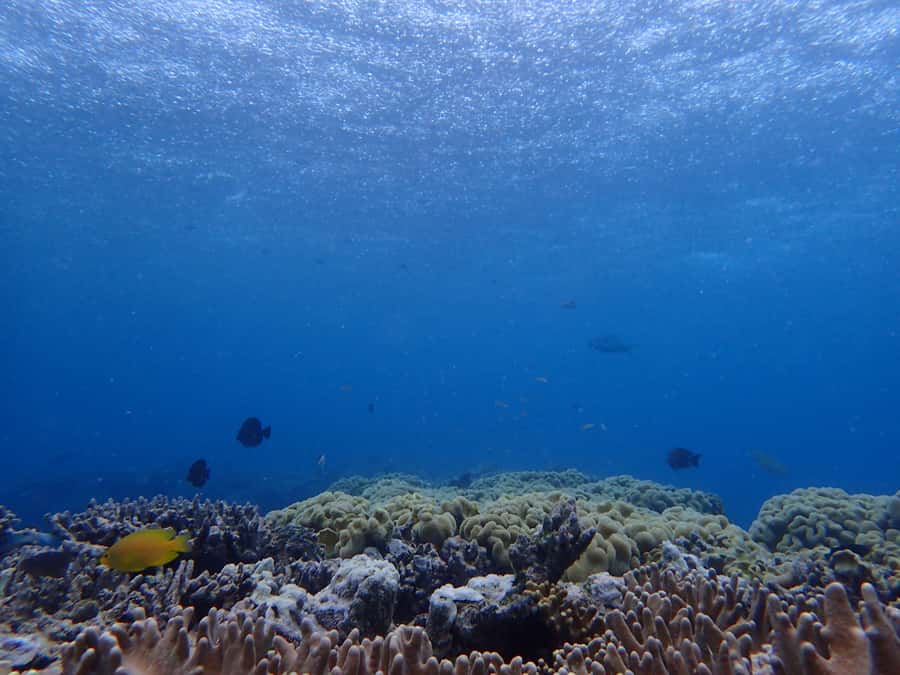 Port Douglas: Outer Great Barrier Reef Snorkeling Cruise - What the three sites offer