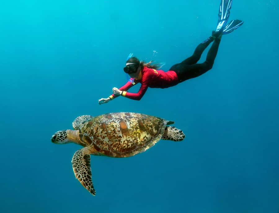 Port Douglas: Quicksilver Outer Barrier Reef Full-Day Cruise - Key points to know before you book