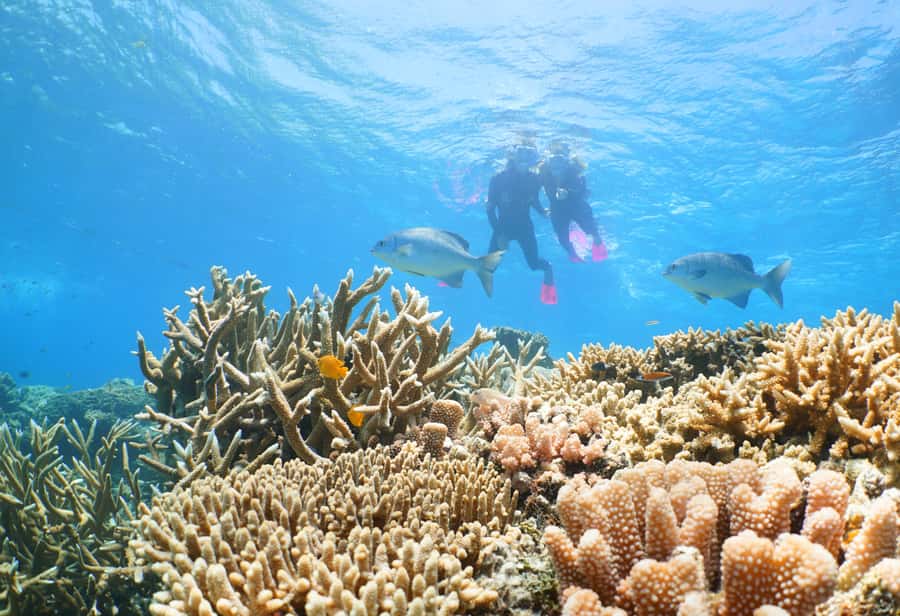 Port Douglas: Quicksilver Outer Barrier Reef Full-Day Cruise - Snorkeling with equipment and supervision included