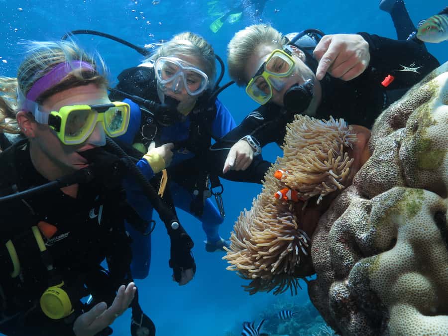 Port Douglas: Quicksilver Outer Barrier Reef Full-Day Cruise - Semi-submersible and underwater observatory views