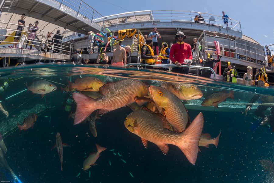 Port Douglas: Quicksilver Outer Barrier Reef Full-Day Cruise - Lunch, talks, and the rhythm of the platform