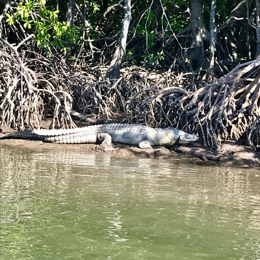 Port Douglas: River Cruise, Crocodile Spotting, Drink/ Snack - What you get with the drink and snack box