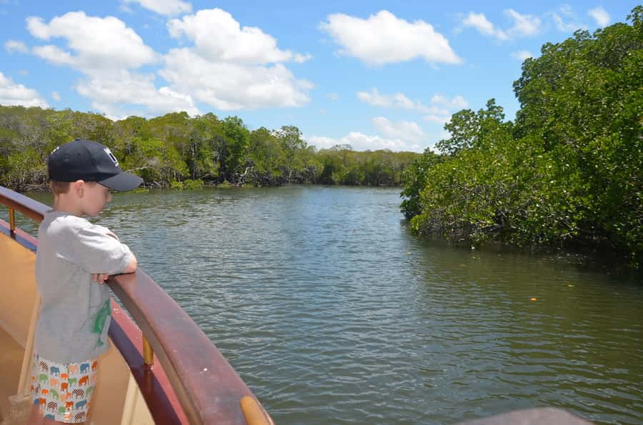Port Douglas: River Cruise, Crocodile Spotting, Drink/ Snack - The real value at $34 per person