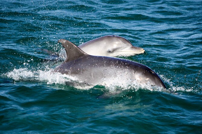Port Stephens: Dolphin Discovery Cruise - Tomaree, Yacaaba, and the view from the water