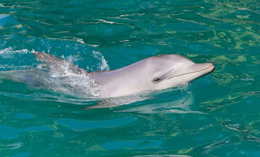 Port Stephens: Dolphin Watch Cruise with Swimming and Slides - Key points to know before you book