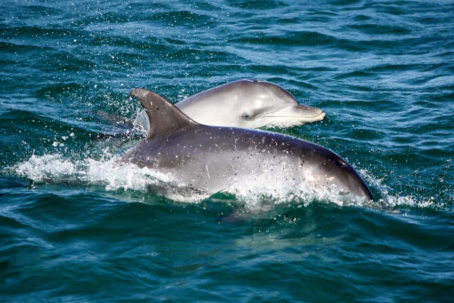 Port Stephens: Dolphin Watch Cruise with Swimming and Slides - Searching Port Stephens for resident dolphins