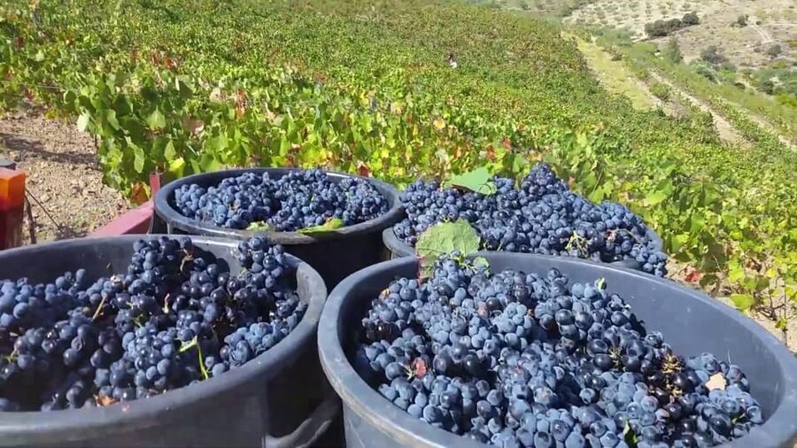 Porto: Douro Valley Tour with 2 Wineries, Lunch and Cruise - Who will enjoy this tour most