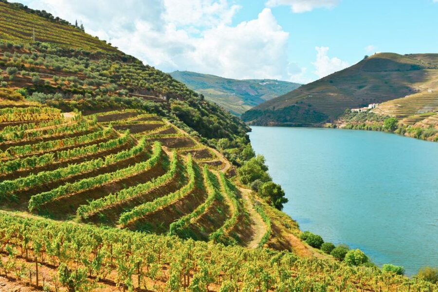 Porto: Douro Valley Tour with Wine Tasting, Cruise and Lunch - Second wine visit: more samples and a different view