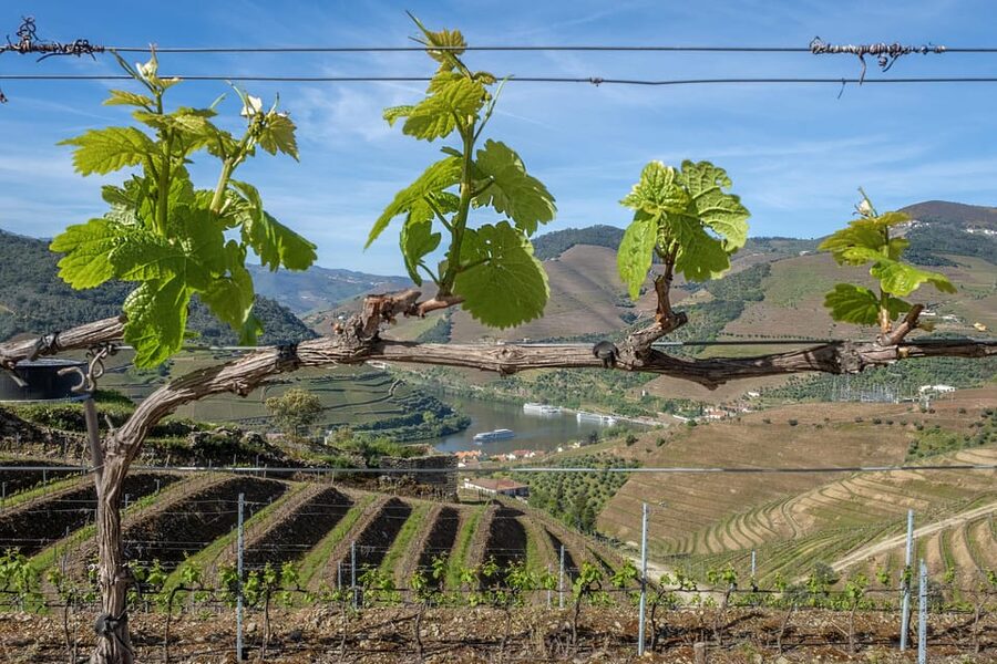 Porto: Douro Valley Wine Tour with a Sommelier & Boat Trip - The second quinta and aged Port