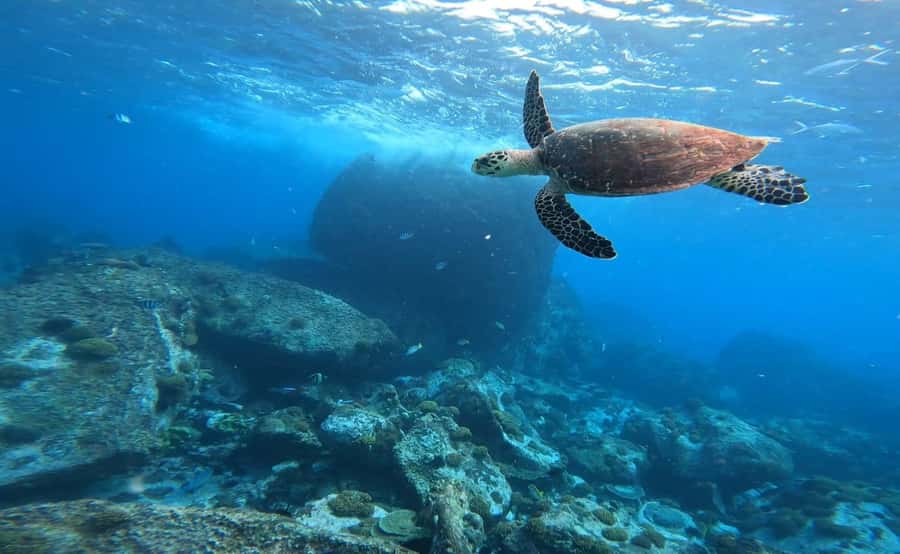 Praslin: Curieuse & St-Pierre Boat Adventure with Snorkeling - Price, extra fees, and overall value