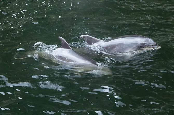 Premium Milford Sound Small Group Tour & Cruise from Queenstown - Lake Gunn and the Hollyford River