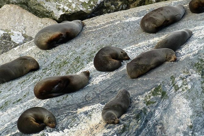 Premium Milford Sound Small Group Tour & Cruise from Queenstown - Small-group comfort, lunch, and practical details