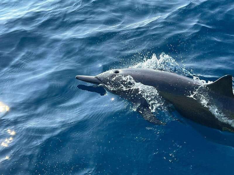 Puerto Escondido: Boat Tour to see Dolphins and Marine Life - Turtles, reef fish, and the final snorkeling stop