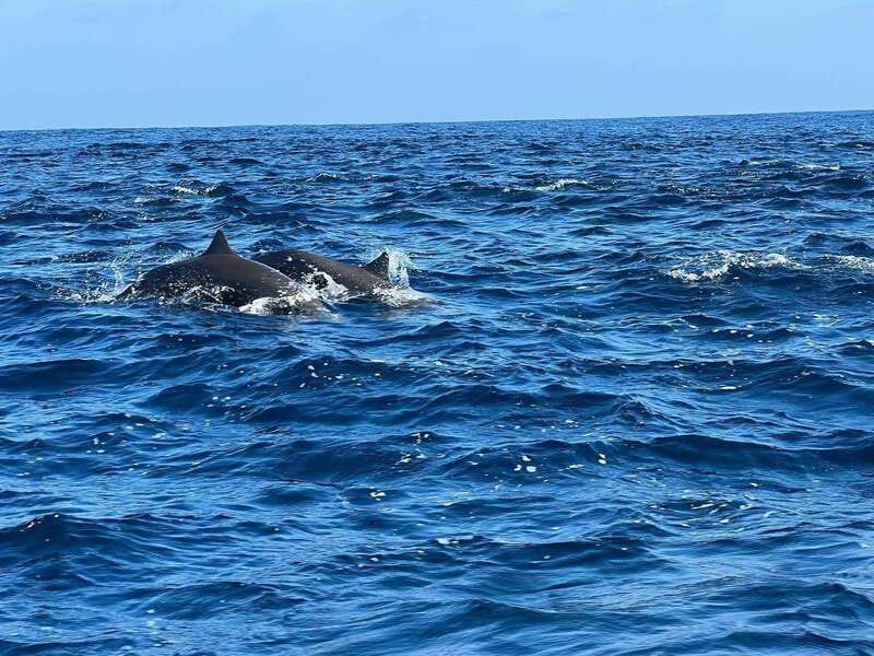 Puerto Escondido: Boat Tour to see Dolphins and Marine Life - Humpback whales from November through March