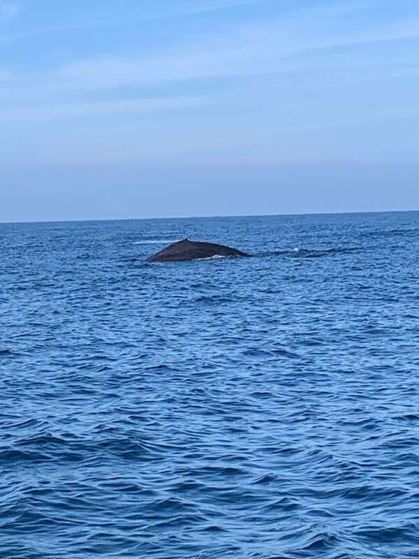 Puerto Escondido: Boat Tour to see Dolphins and Marine Life - Is the $46 price fair?