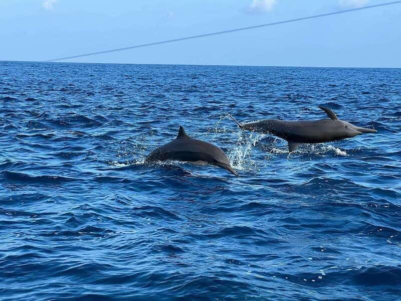 Puerto Escondido: Boat Tour to see Dolphins and Marine Life - Who should book, and who should skip it?