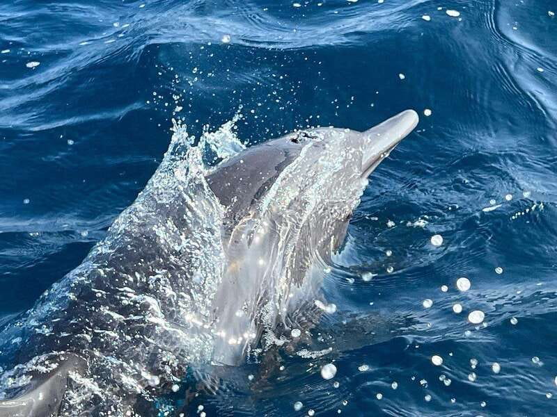Puerto Escondido: Boat Tour to see Dolphins and Marine Life - The best part, dolphins beside the boat