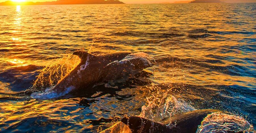 Pula: Brijuni Islands Dolphin Watching & Wildlife Cruise - Sailing from Pula toward Brijuni National Park
