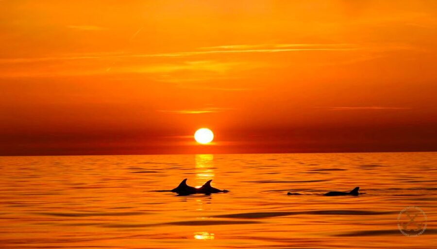 Pula: Brijuni Islands Dolphin Watching & Wildlife Cruise - Brijuni views and the guide’s commentary