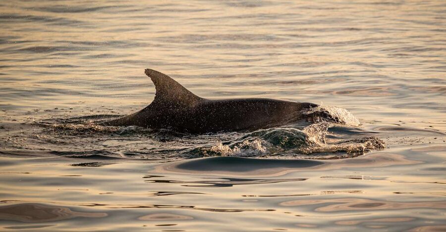 Pula: Brijuni National Park Sunset, Dolphins & Dinner Cruise - Practical tips for a better evening