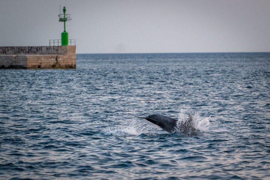 Pula: Brijuni National Park Sunset, Dolphins & Dinner Cruise - Leaving Pula on a traditional wooden boat