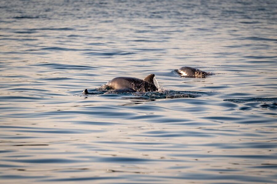 Pula: Brijuni National Park Sunset, Dolphins & Dinner Cruise - Returning to Pula after dark